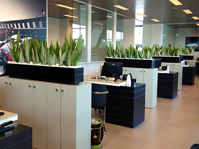 合肥办公室的风水植物.jpg
